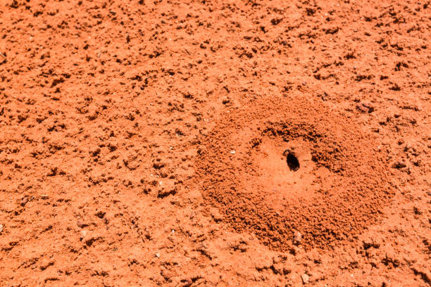 ant colony on ground with blacks ant