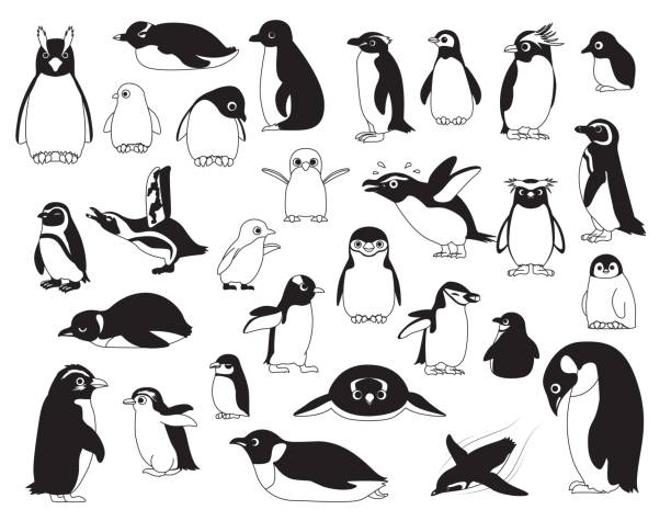 ilustrações de stock, clip art, desenhos animados e ícones de cute bird various penguin black and white cartoon set illustration - bird black penguin gentoo penguin