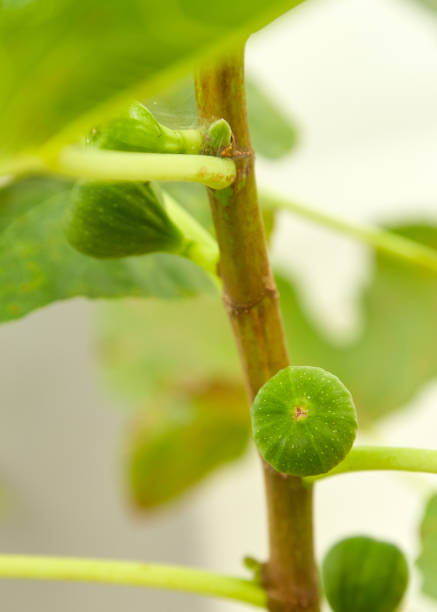 istock Green raw figs on the branch of a fig tree 1090684356