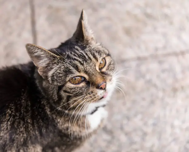 cat portrait blurred background