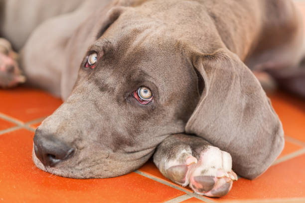 istock great dane puppy lies on the floor 1090693142