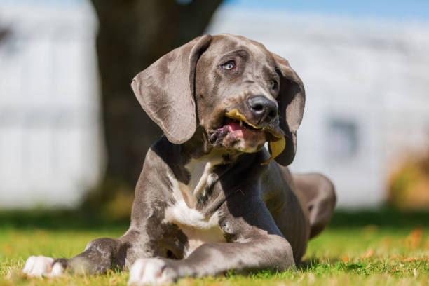 istock great dane puppy is chewing at a pig's ear 1090693214