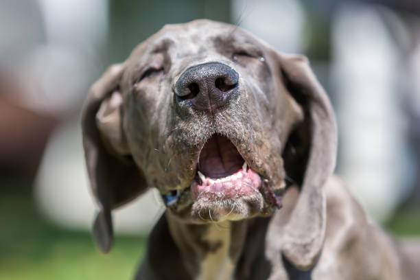 istock great dane puppy is chewing at a pig's ear 1090693258