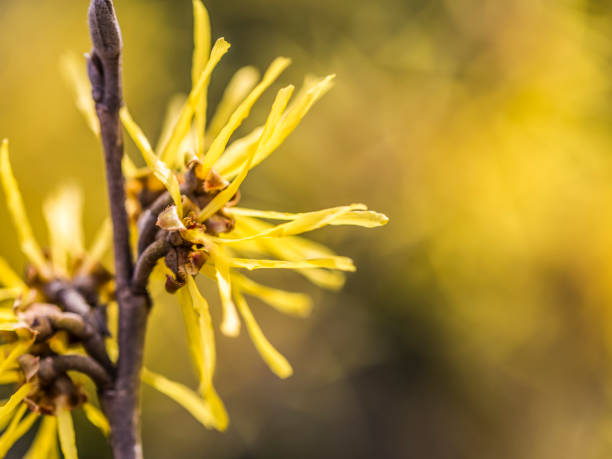 witch hazel blossom - hazel eyes imagens e fotografias de stock