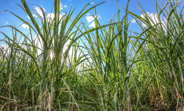 istock Sugar cane plantation sunset 1090697422