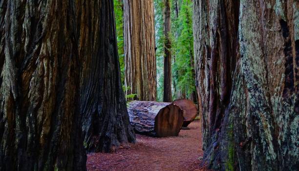 arboleda de la cerveza de malto de california norte - rainforest redwood sequoia footpath fotografías e imágenes de stock