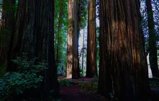 luz de california del noroeste - rainforest redwood sequoia footpath fotografías e imágenes de stock