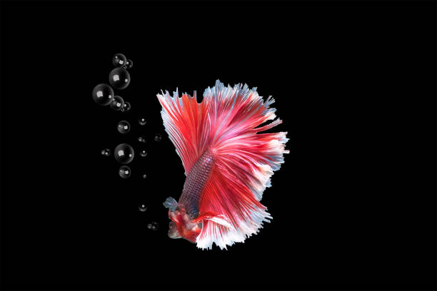 Capture the moving moment  siamese fighting fish isolated on black background,beauty, Betta fish Capture the moving moment  siamese fighting fish isolated on black background,beauty, Betta fish white halfmoon betta splendens fish stock pictures, royalty-free photos & images