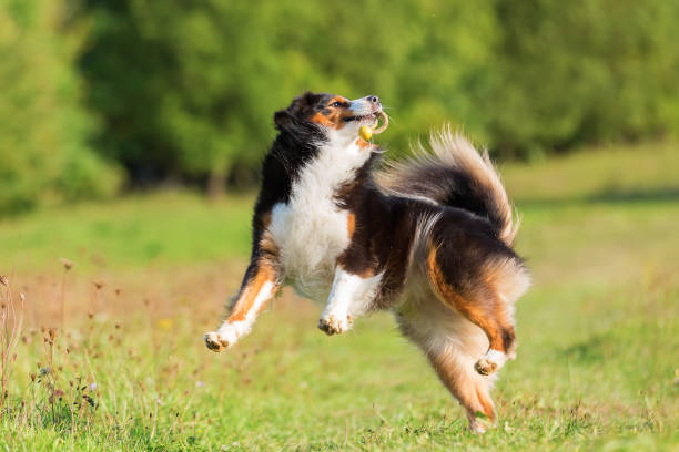 istock Australian Shepherd dog jumps and catches a toy 1090711430