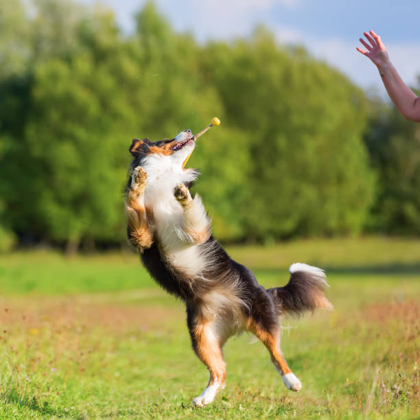 istock Australian Shepherd dog jumps and catches a toy 1090711436