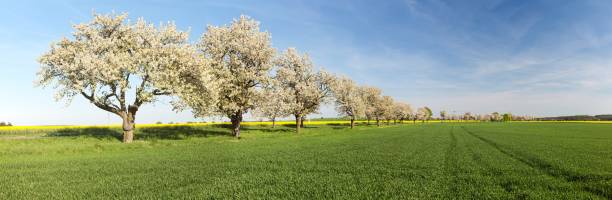 istock Cherry trees alley of beautiful flowering tree 1090712674