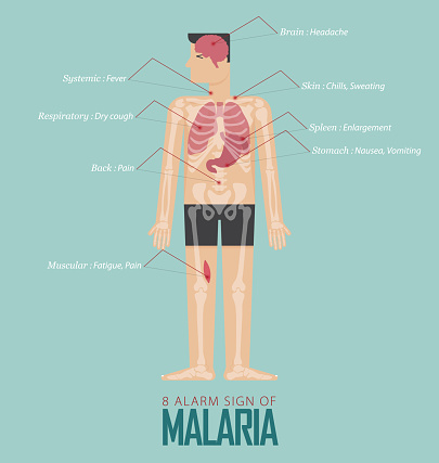 Alarm signs of Malaria infographic in flat design. Malaria disease symptom icon set  with human body, skeleton and organ. Vector Illustration.