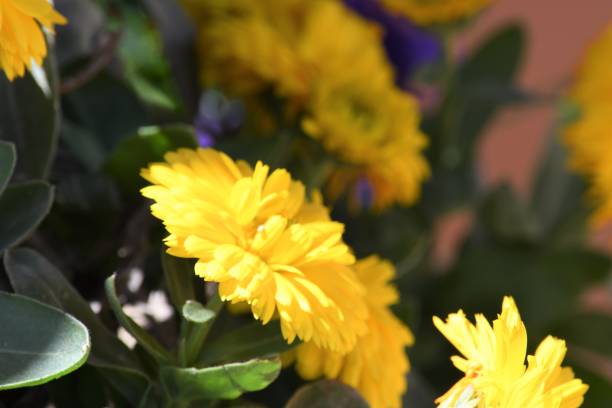 istock Beautiful Yellow Flowers 1090733926