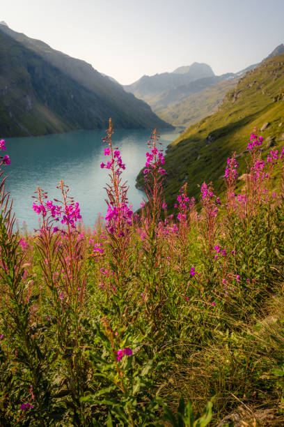 istock Alpine meadow and lake at sunrise 1090737772