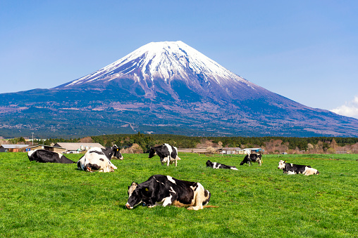 Fuji Mountain and Cow Farm at Asagiri Kogen