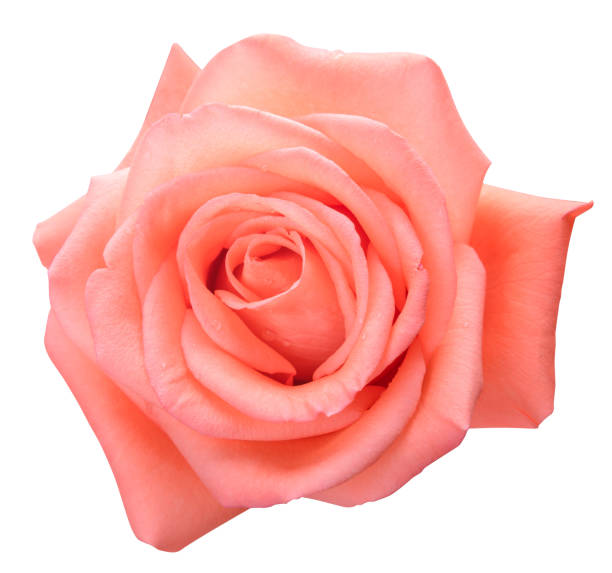 istock Top view of pink rose isolated on white background with clipping path 1090747160