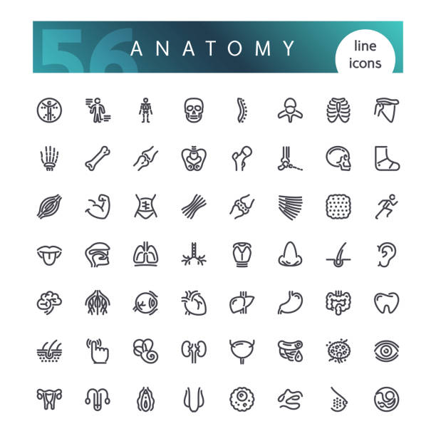 illustrations, cliparts, dessins animés et icônes de anatomie du corps humain en ligne icons set - human muscle the human body anatomy body