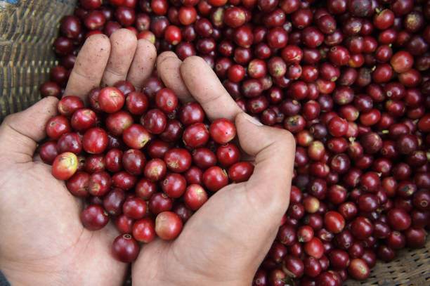 istock Close up of red berries coffee beans 1090753412