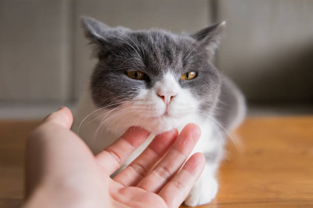 istock Cute British short-haired cat, indoor shooting 1090753444