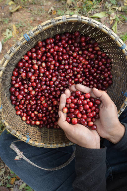 istock Close up of red berries coffee beans 1090753498