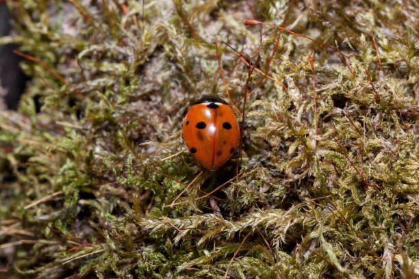 istock Beautiful ladybug is crawling on a green moss. 1090756274