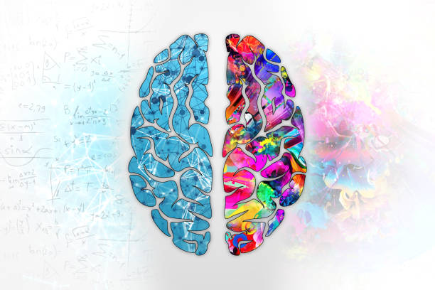 istock Illustration of a human brain, top view. Different halves of the human brain. The creative half and logical half of the human mind. 1090757712