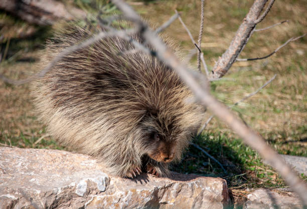 istock American porcupine in the forest 1090758070