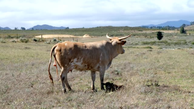 Mother cow nurtures her newborn calf