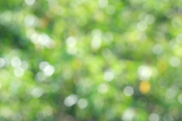 istock Defocused abstract nature background with green leaves and bokeh lights 1090767832