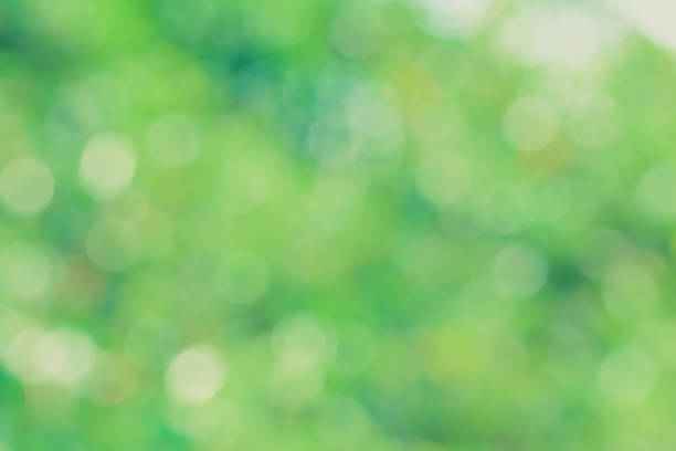 istock Defocused abstract nature background with green leaves and bokeh lights 1090768038