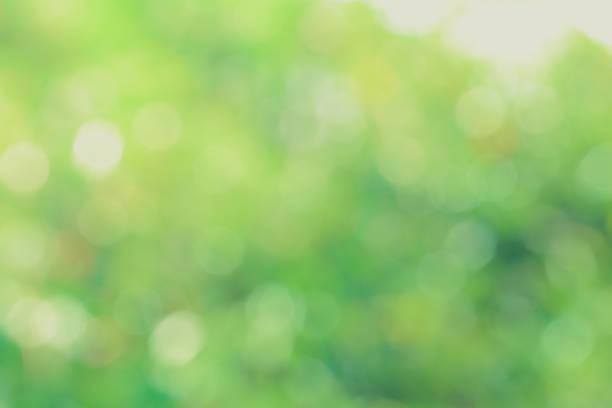 istock Defocused abstract nature background with green leaves and bokeh lights 1090768158