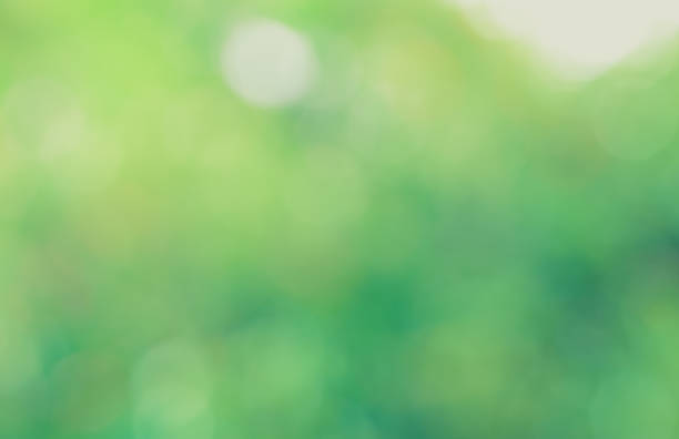 istock Defocused abstract nature background with green leaves and bokeh lights 1090768170