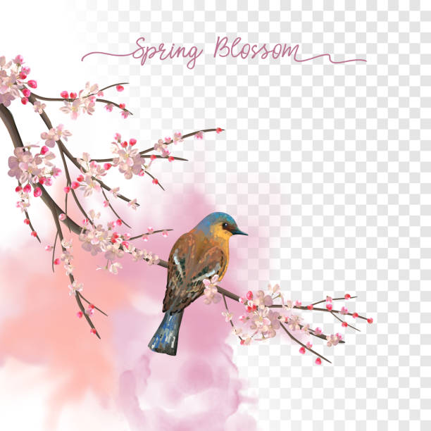 Watercolor Spring Blossom Spring Blossom. Flowering plum branch and bird in springtime on a transparent watercolor background bird backgrounds stock illustrations