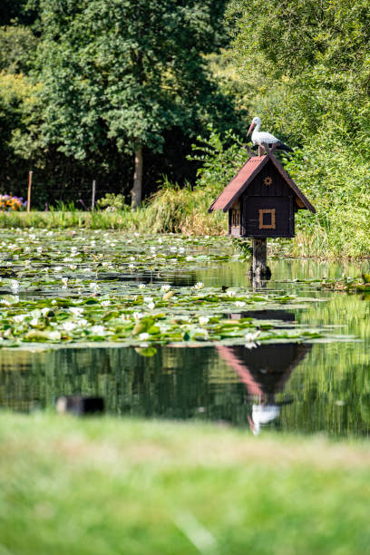 ein storch sitzt 아 있는 하우스 fließ 메신저 슈프레발트 - spreewald 뉴스 사진 이미지