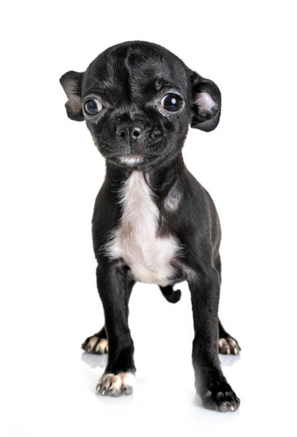 istock little chihuahua 1090770524