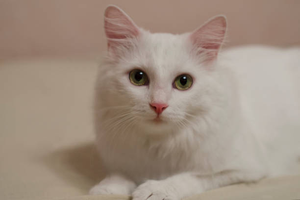 istock White kitten is lying on the bed and looks cute eyes 1090770578