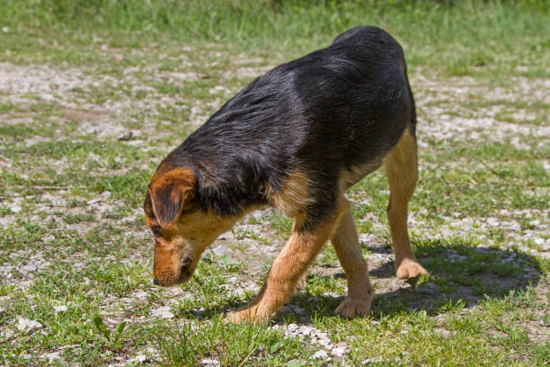 istock Croatian street dog 1090771896