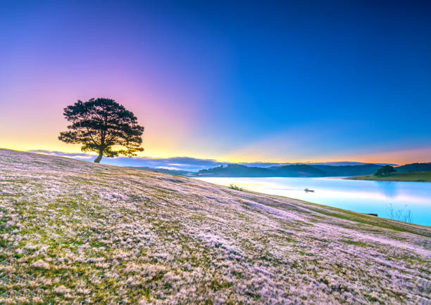 istock Lonely pine tree and pink grass at dawn 1090772338