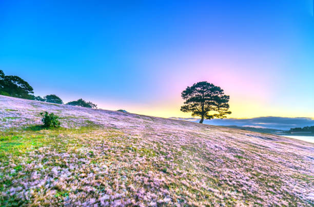 istock Lonely pine tree and pink grass at dawn 1090772392