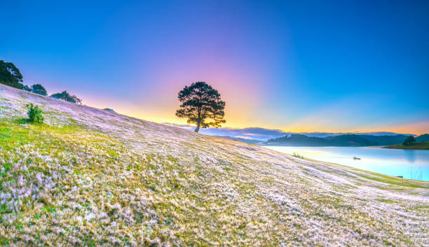 istock Lonely pine tree and pink grass at dawn 1090772622