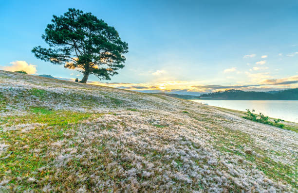 istock Magical snow grass hill and pine tree dawn 1090772908