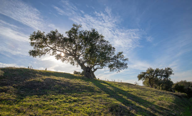 california chêne rétro-éclairé par la lumière du soleil après-midi dans les contreforts de santa barbara dans le vignoble de californie aux états-unis - santa maria photos et images de collection