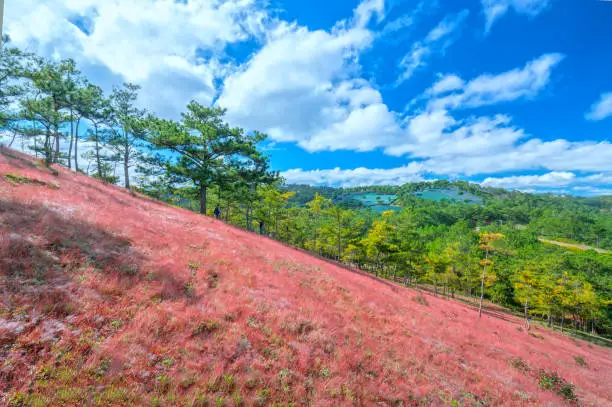 Amazing landscape at Da Lat, Vietnam pink grass hill contrast with pine tree make wonderful scene for Da Lat tourism