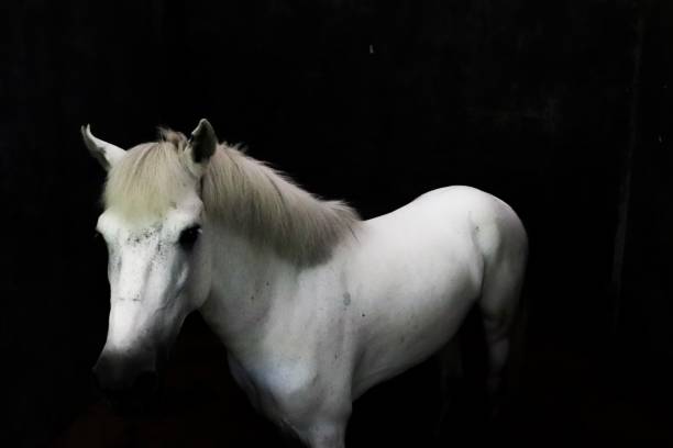 istock Beautiful white horse 1090774520