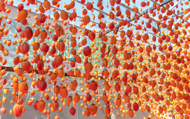 istock Dried persimmon is dried according to traditional Japanese technology applied in Da Lat, Vietnam 1090775082