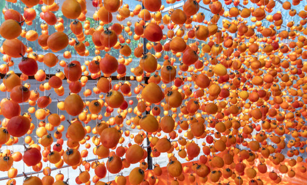 istock Dried persimmon is dried according to traditional Japanese technology applied in Da Lat, Vietnam 1090775120