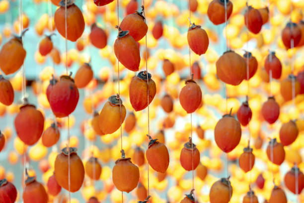 istock Dried persimmon is dried according to traditional Japanese technology applied in Da Lat, Vietnam 1090775222