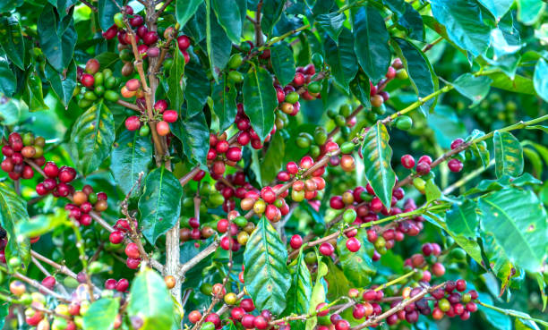 istock Coffee tree in harvest with lots of ripe seeds on branches. 1090782338