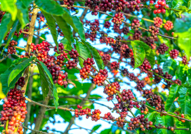 istock Coffee tree in harvest with lots of ripe seeds on branches. 1090782364