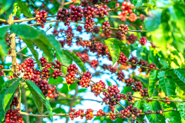 istock Coffee tree in harvest with lots of ripe seeds on branches. 1090783474